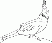 Coloriage macareux oiseau dessin